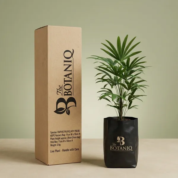 Raphis_Palm_(Lady_Palm)