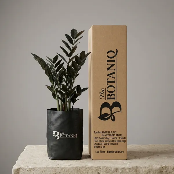 Raven_Zz_Plant_(Zamioculcas_Raven)