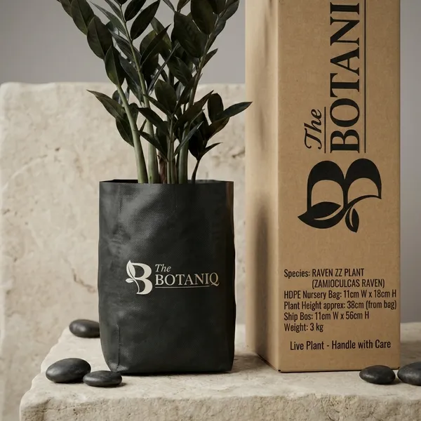 Raven_Zz_Plant_(Zamioculcas_Raven)