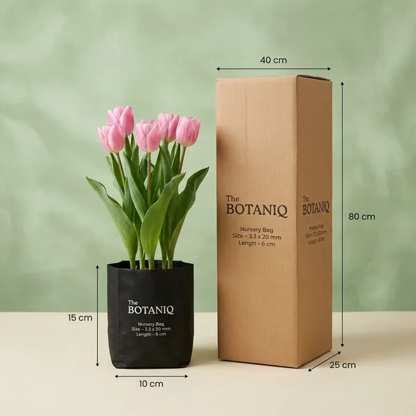 Tulip_(Cultivated_Varieties)