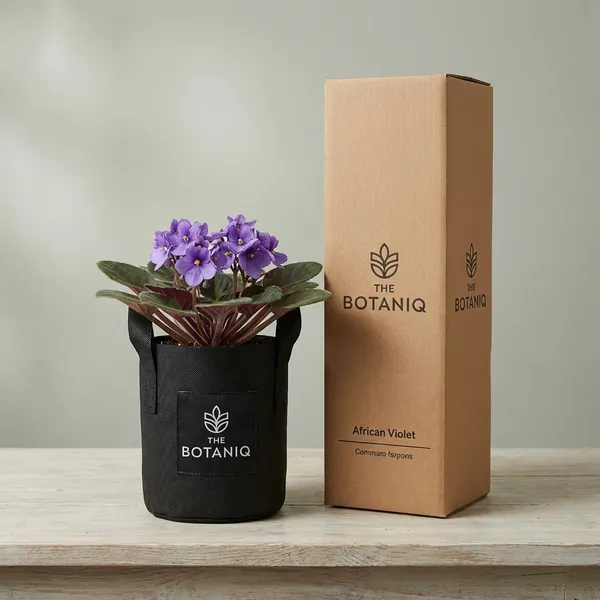 African_Violet_(Saintpaulia)