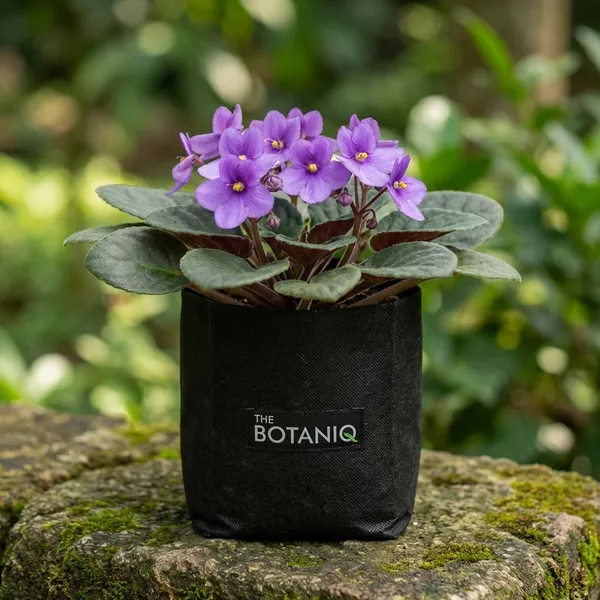 African_Violet_(Saintpaulia)