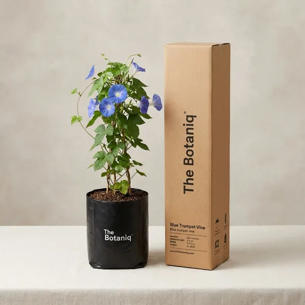 Blue_Trumpet_Vine_(Thunbergia_Grandiflora)