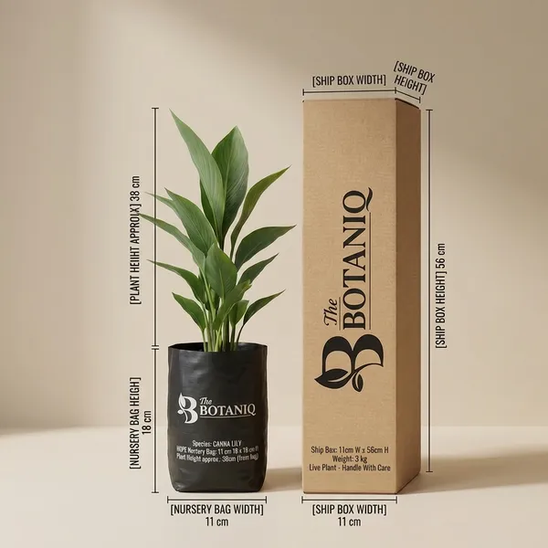 Canna_Lily