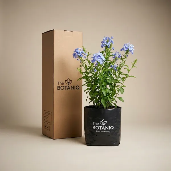 Eranthemum_(Blue_Sage)