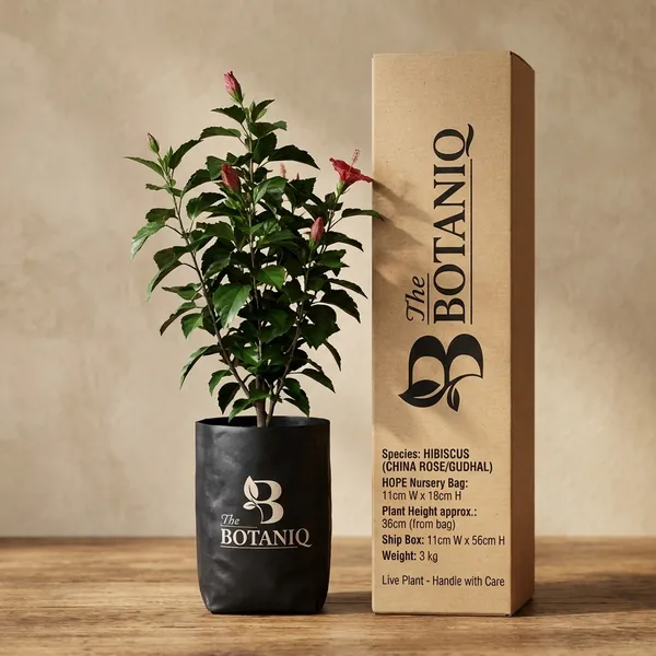 Hibiscus_(China_Rose/Gudhal)