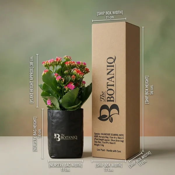 Kalanchoe_(Flaming_Katy)