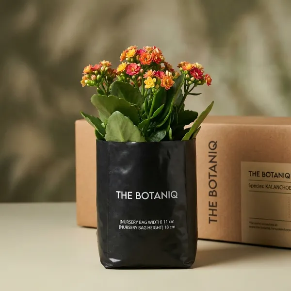 Kalanchoe_(Flaming_Katy)