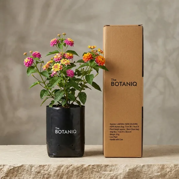 Lantana_(New_Colours)