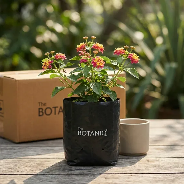 Lantana_(New_Colours)