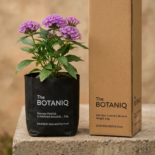 Pentas_(Lavender_Shades)