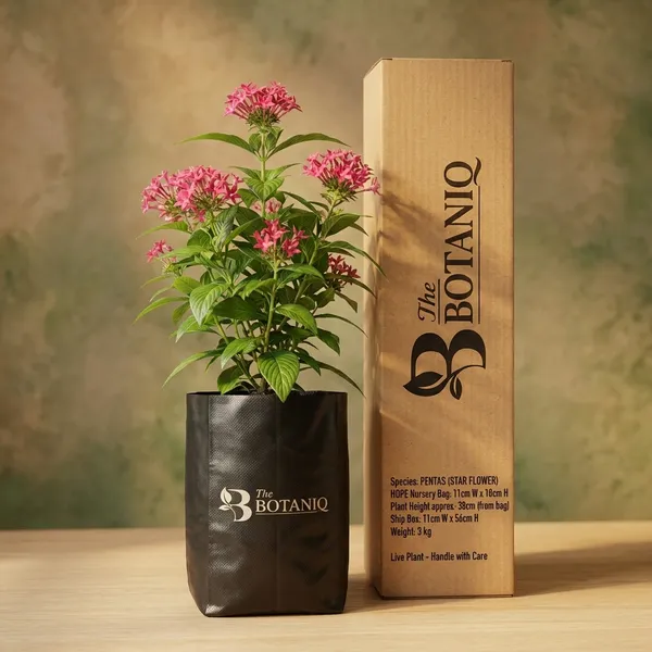 Pentas_(Star_Flower)