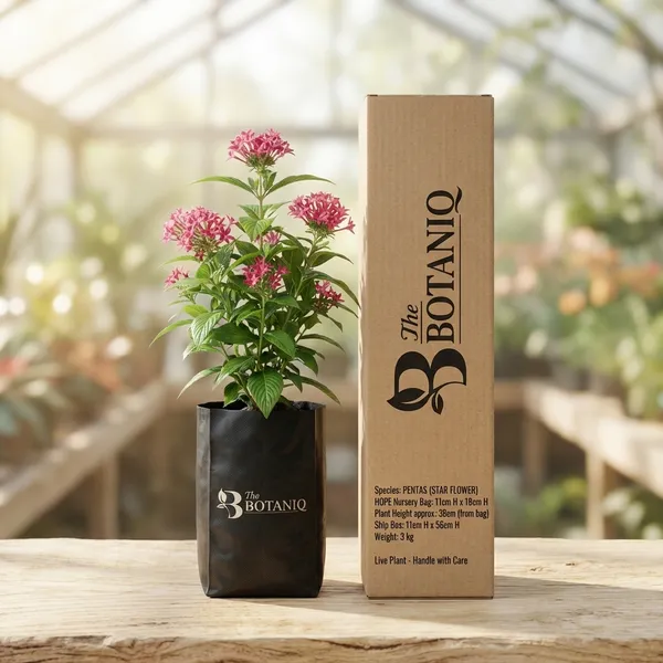 Pentas_(Star_Flower)