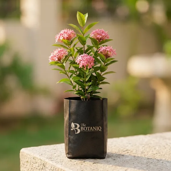 Pink_Ixora