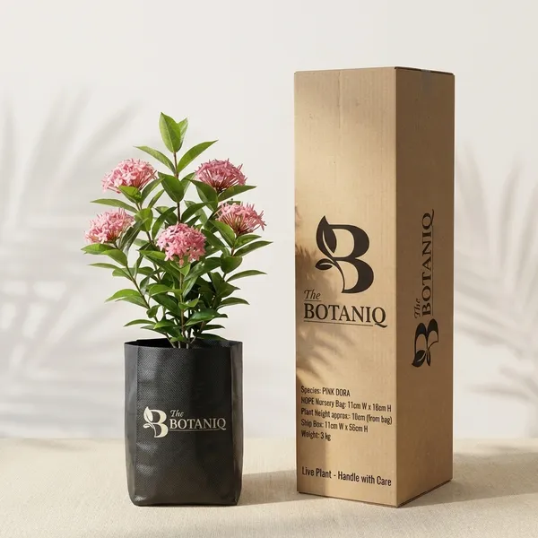 Pink_Ixora