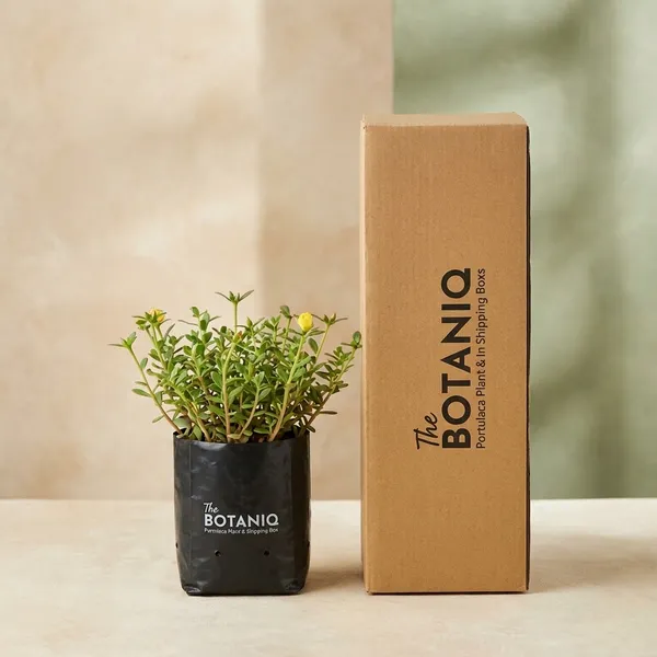 Portulaca_(9_O'Clock/Moss_Rose)