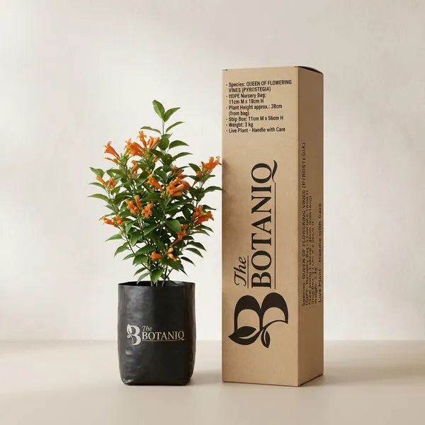 Queen_Of_Flowering_Vines_(Pyrostegia)