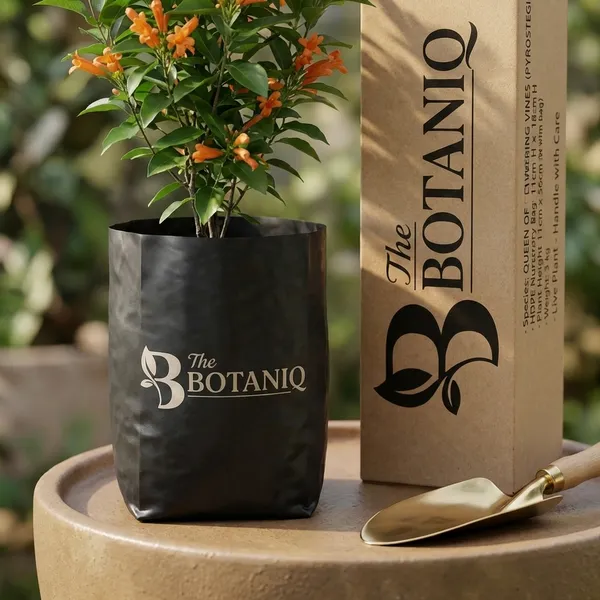 Queen_Of_Flowering_Vines_(Pyrostegia)