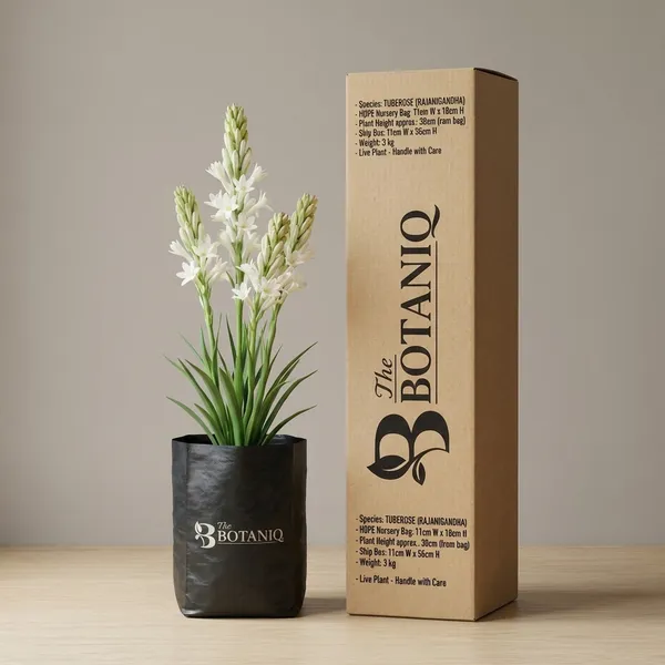 Tuberose_(Rajanigandha)