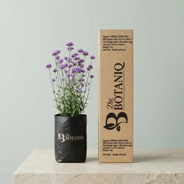 Verbena_(Purpletop)