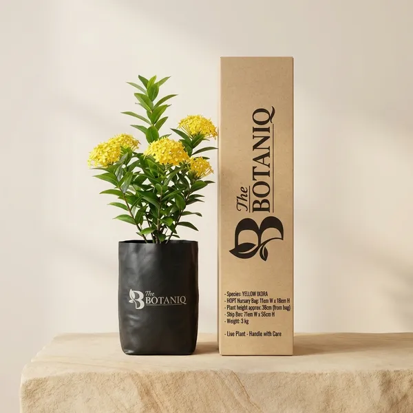 Yellow_Ixora