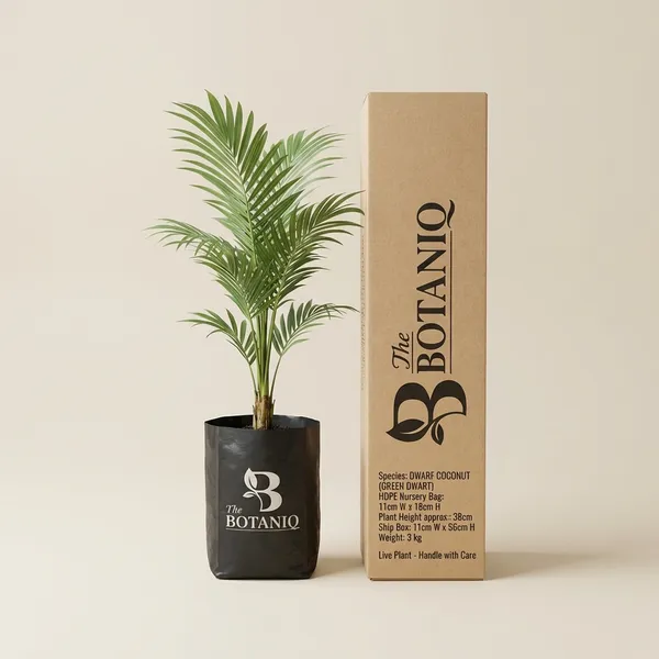 Dwarf_Coconut_(Green_Dwarf)