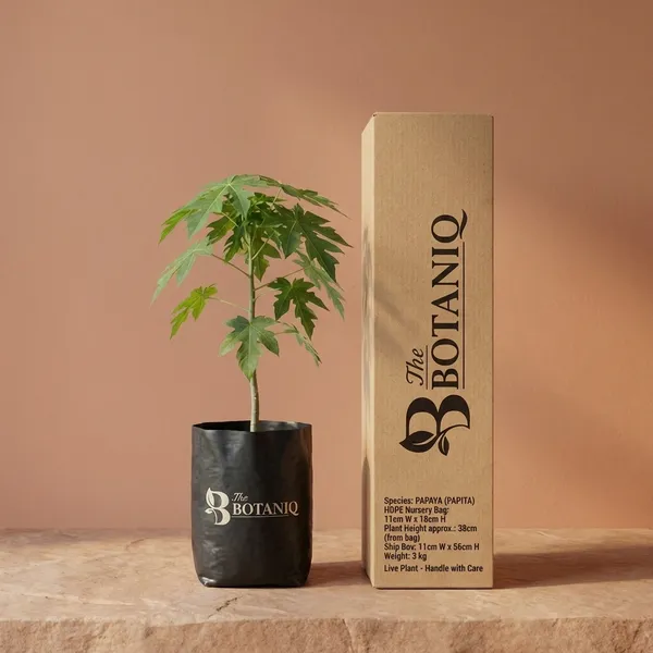Papaya_(Papita)
