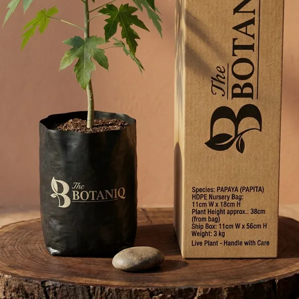 Papaya_(Papita)