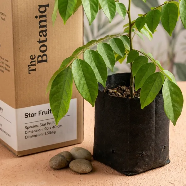 Star_Fruit_(Kamrakh)