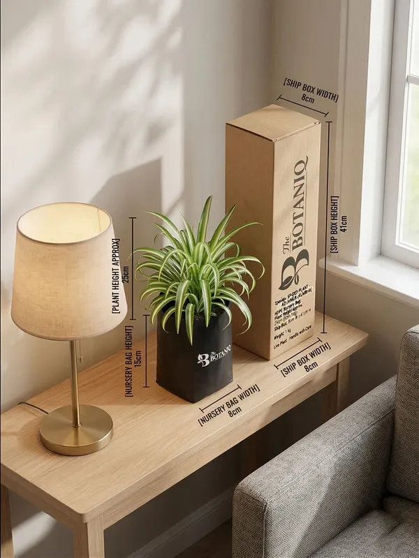 Spider___-_Aquarius_Kumbha_Plant