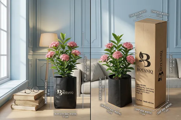 Pink_Ixora