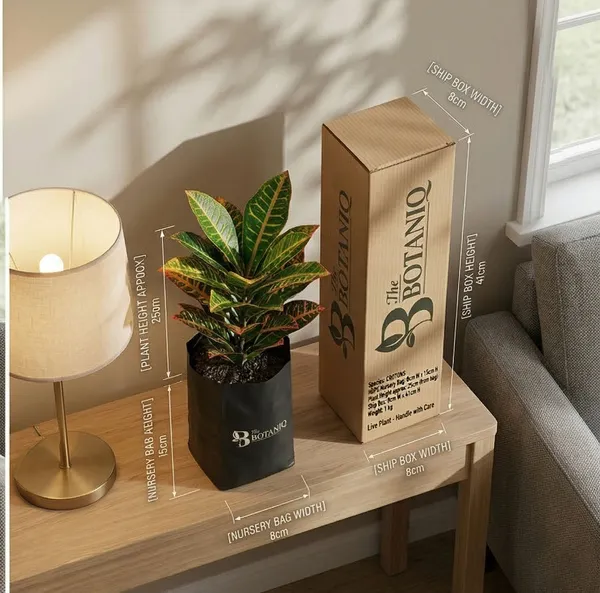 Crotons_Plant
