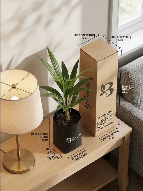 Dwarf_Coconut_Green_Dwarf_Plant