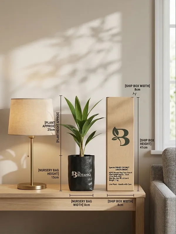 Dwarf_Coconut_Green_Dwarf_Plant