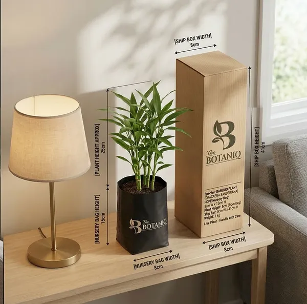 Bamboo___Dracaena_Sanderiana_Plant