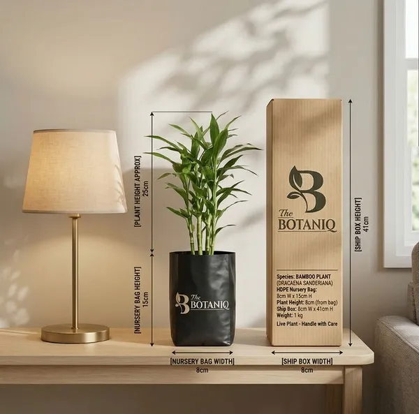 Bamboo___Dracaena_Sanderiana_Plant