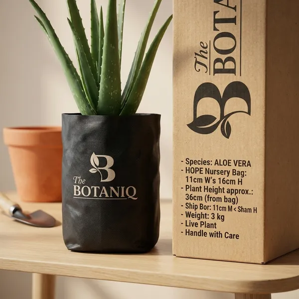 Aloe_Vera