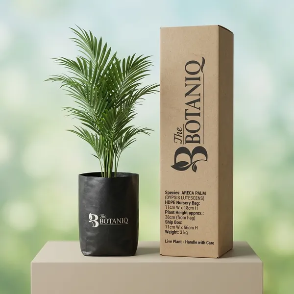 Areca_Palm_(Dypsis_Lutescens)