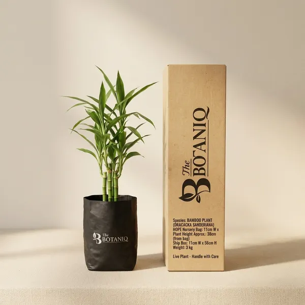 Bamboo_Plant_(Dracaena_Sanderiana)