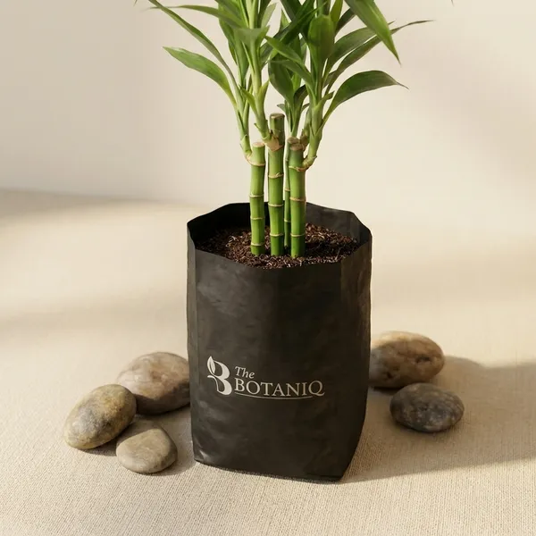 Bamboo_Plant_(Dracaena_Sanderiana)
