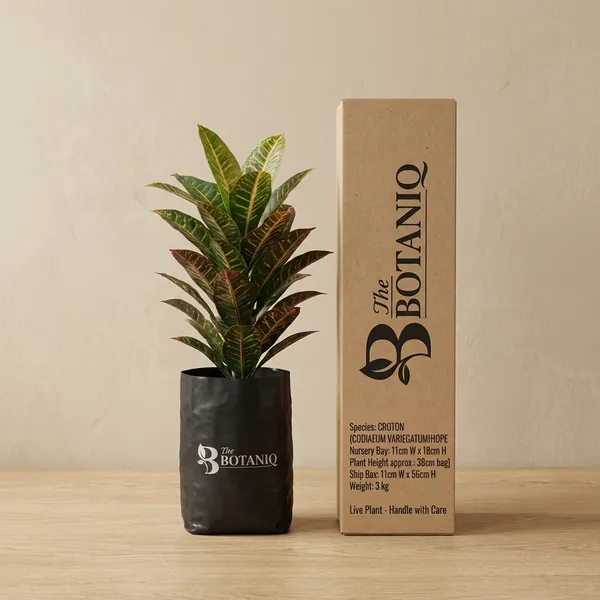 Croton_(Codiaeum_Variegatum)