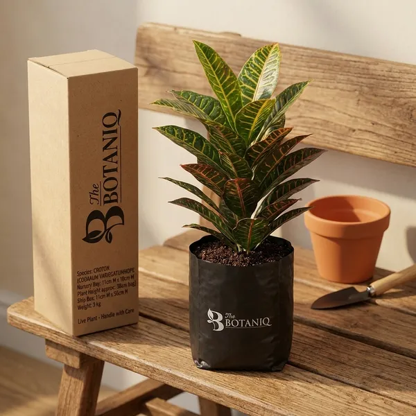 Croton_(Codiaeum_Variegatum)