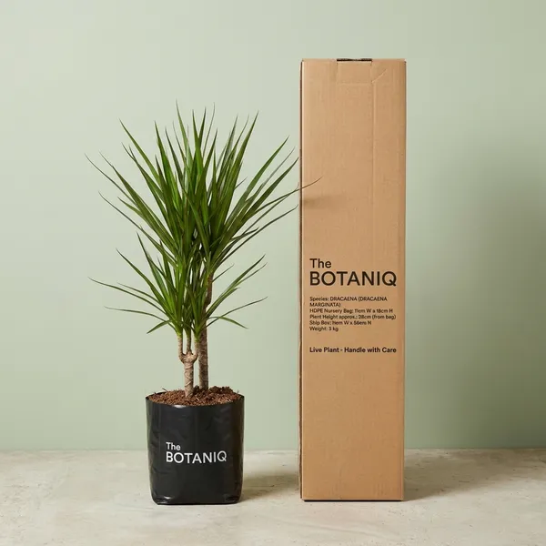 Dracaena_(Dracaena_Marginata)