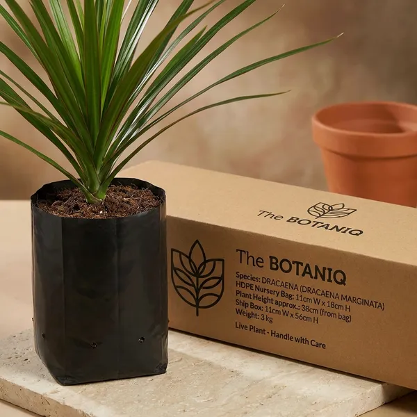 Dracaena_(Dracaena_Marginata)