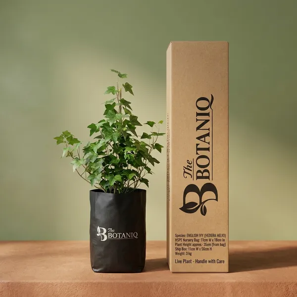 English_Ivy_(Hedera_Helix)
