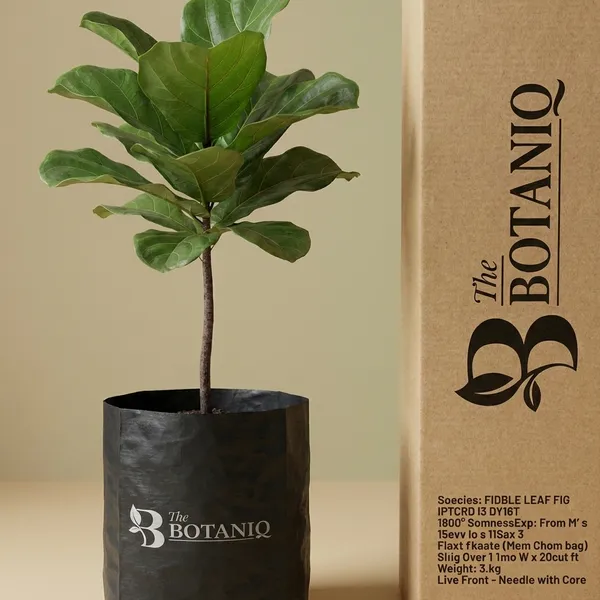 Fiddle_Leaf_Fig_(Ficus_Lyrata)