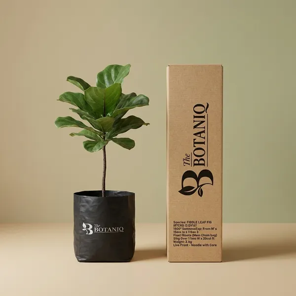 Fiddle_Leaf_Fig_(Ficus_Lyrata)