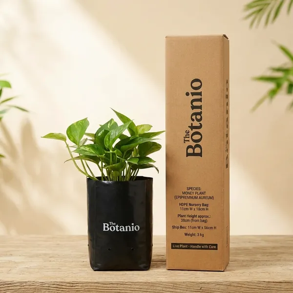 Money_Plant_(Epipremnum_Aureum)