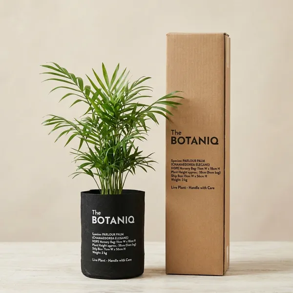 Parlour_Palm_(Chamaedorea_Elegans)