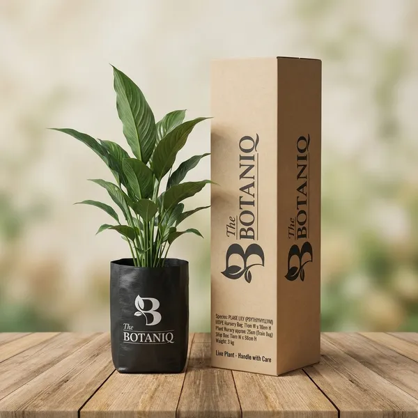 Peace_Lily_(Spathiphyllum)